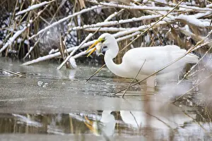 Category Wildlife DE Prints: Great White Egret (Egretta alba) Germany