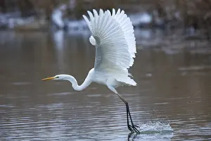 Category Wildlife DE Prints: Great White Egret (Egretta alba) Germany