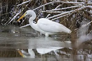 Category Wildlife DE Prints: Great White Egret (Egretta alba) Germany