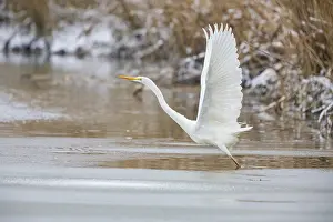 Category Wildlife DE Prints: Great White Egret (Egretta alba) Germany