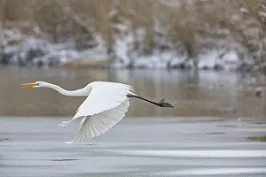 Category Wildlife DE Prints: Great White Egret (Egretta alba) Germany