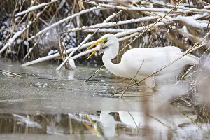 Category Wildlife DE Prints: Great White Egret (Egretta alba) Germany