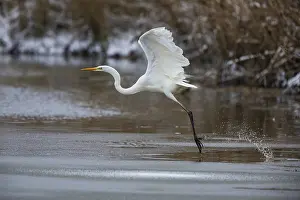 Category Wildlife DE Prints: Great White Egret (Egretta alba) Germany