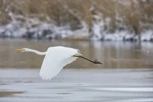 Category Wildlife DE Prints: Great White Egret (Egretta alba) Germany