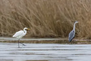 Great White Egret (Egretta alba) and Grey Heron (Ardea cinerea) Germany