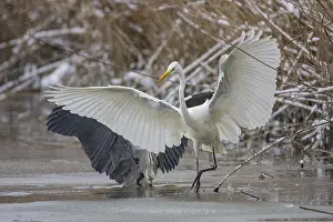 Great White Egret (Egretta alba) and Grey Heron (Ardea cinerea) Germany