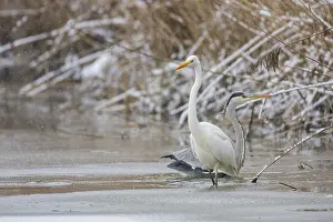 Great White Egret (Egretta alba) and Grey Heron (Ardea cinerea) Germany