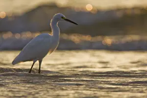 Great White Egret (Egretta thula)