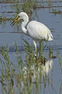 Great White Egret mirror image with fish in beak standing in water looking left