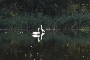 Great White Egret and Whooper Swan