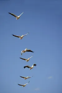 Great White Great white pelican (pelecanus onocrotalus)