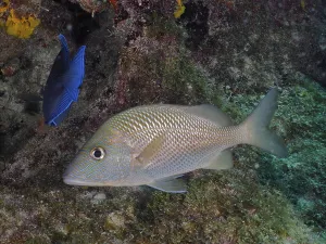 Great white grunt (Haemulon plumierii) swimming along a reef