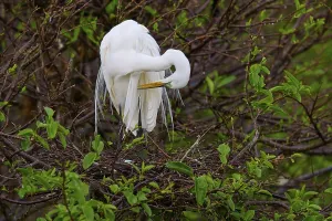 Great White Heron grooming its plumage in a green copse