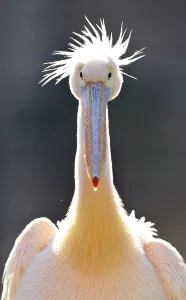 Great White Pelican (Pelecanus onocrotalus)