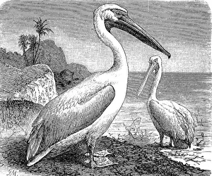 Great white pelican (Pelecanus onocrotalus)