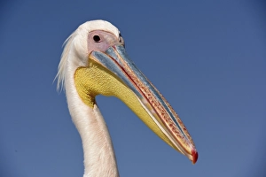 Great white pelican (Pelecanus onocrotalus), animal portrait, near Pelican Point, Walfish Bay, Erongo region, Namibia, Africa