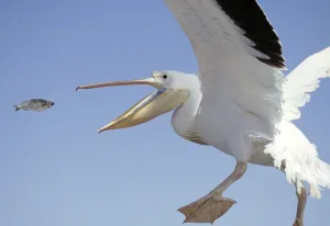 Great White Pelican (Pelecanus onocrotalus)