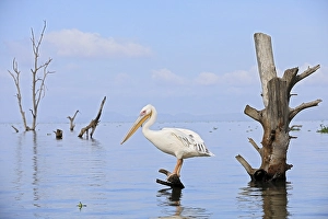 Great white pelican (Pelecanus onocrotalus)