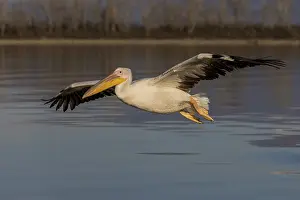 Great white pelican (Pelecanus onocrotalus)