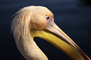 Great White Pelican (Pelecanus onocrotalus)