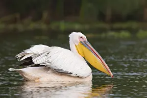 Great White Pelican (Pelecanus onocrotalus)