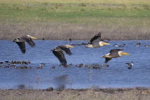 Great white pelican (Pelecanus onocrotalus)