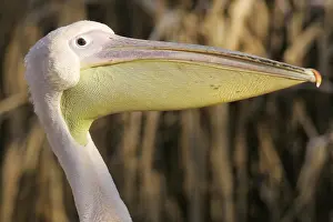 Great white pelican (pelecanus onocrotalus)
