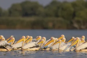 Great white pelican (Pelecanus onocrotalus)