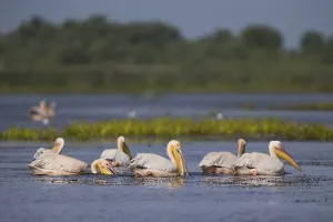 Great white pelican (Pelecanus onocrotalus)