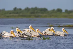 Great white pelican (Pelecanus onocrotalus)