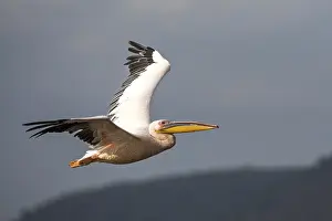 Great White Pelican (Pelecanus onocrotalus)