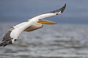 Great White Pelican (Pelecanus onocrotalus)