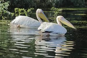 Great white pelican, Pelecanus onocrotalus
