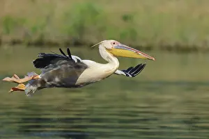 Great white pelican, Pelecanus onocrotalus