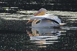 Great white pelican Pelecanus onocrotalus in the Danube Delta