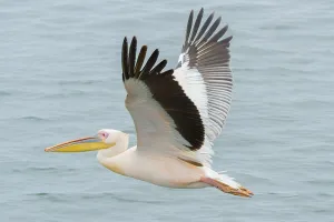 Great white pelican (Pelecanus onocrotalus) in flight over water