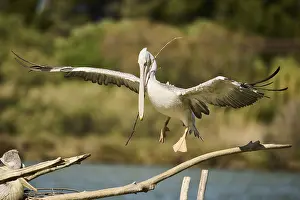 Great white pelican (Pelecanus onocrotalus) landing
