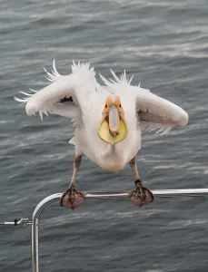Great White Pelican (Pelecanus onocrotalus) on railing in Walvis Bay