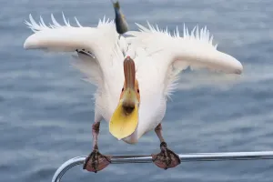 Great White Pelican (Pelecanus onocrotalus) sitting on the railing of the boat in Walvis Bay