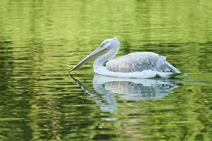 Great white pelican (Pelecanus onocrotalus) youngster