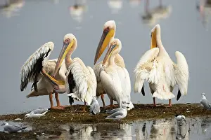 Great White Pelicans (Pelecanus onocrotalus)