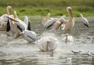 Great White Pelicans (Pelecanus onocrotalus)