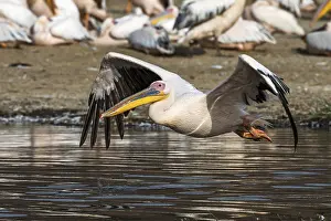 Great white pelicans (Pelecanus onocrotalus)