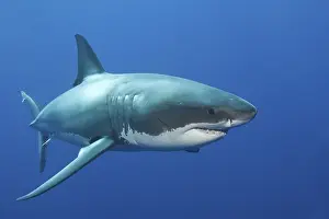 Great white shark (Carcharodon carcharias)