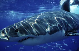 Great white shark, Carcharodon carcharias