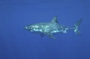 Great White Shark (Carcharodon charcharias)