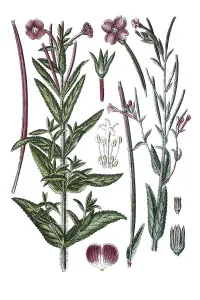 Great willowherb, Great hairy willowherb (Epilobium grandiflorum) on the left