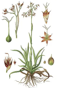 Great Wood-rush (Luzula sylvatica)