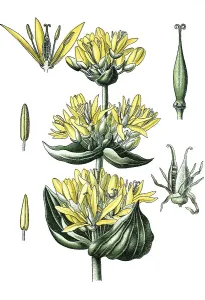 Great Yellow Gentian (Gentiana lutea)