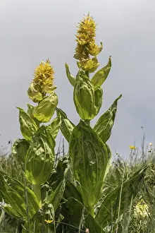 Great yellow gentian (Gentiana lutea)